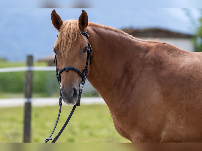 Andaluces Caballo castrado 7 años 145 cm Alazán in Baar