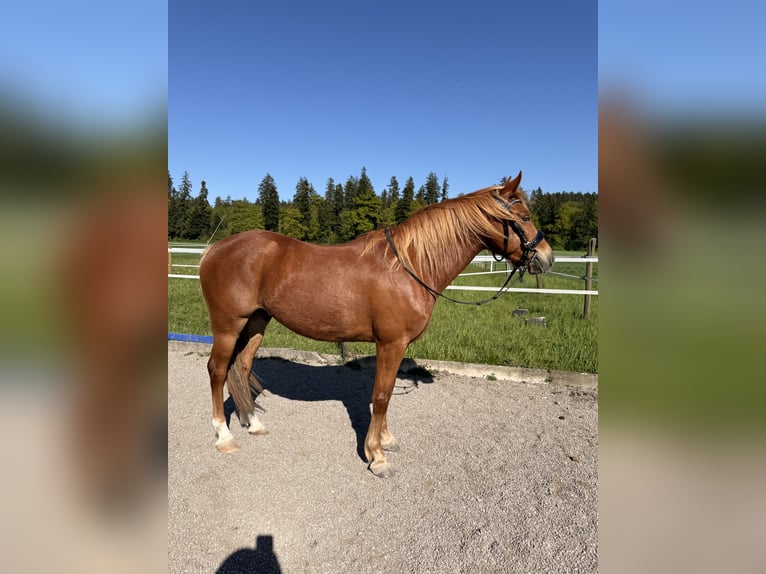 Andaluces Caballo castrado 7 años 145 cm Alazán in Baar