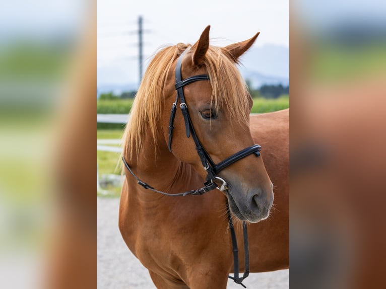 Andaluces Caballo castrado 7 años 145 cm Alazán in Baar