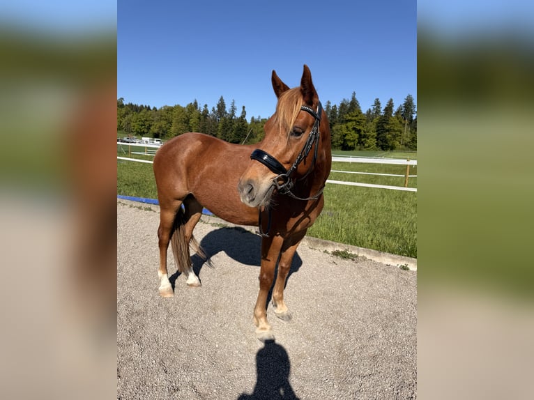 Andaluces Caballo castrado 7 años 145 cm Alazán in Baar