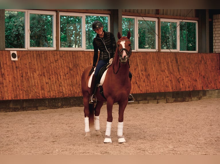 Andaluces Caballo castrado 7 años 150 cm Alazán in Labenz