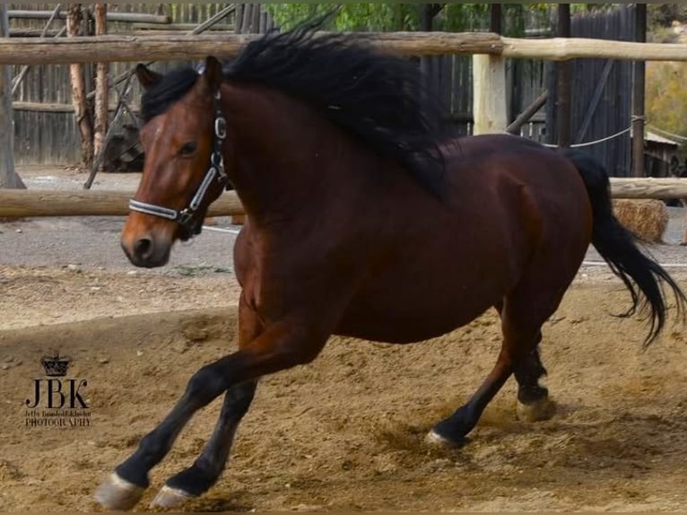 Andaluces Caballo castrado 7 años 152 cm Castaño in Tabernas Almeria