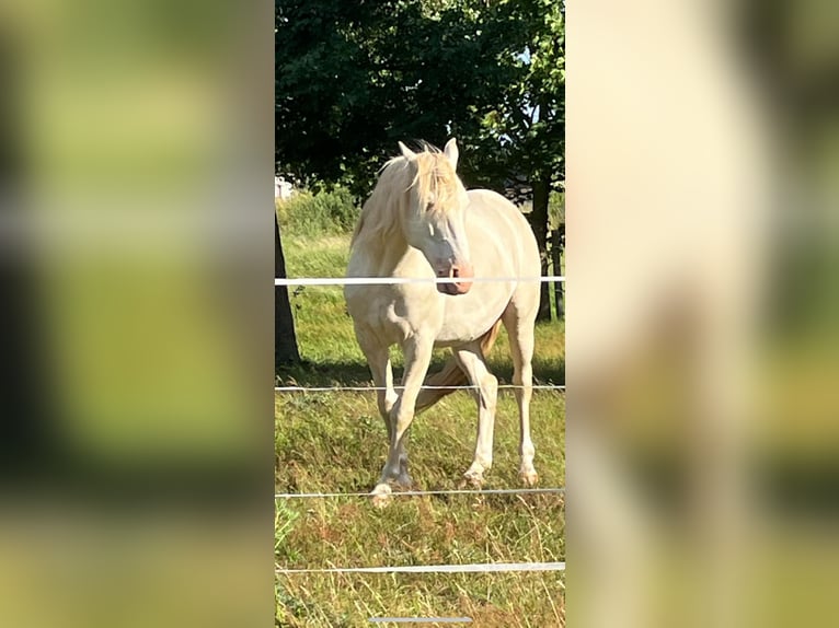 Andaluces Mestizo Caballo castrado 7 años 154 cm Cremello in Burg