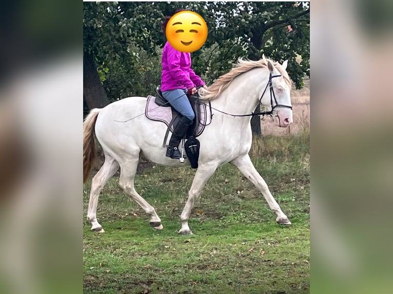 Andaluces Mestizo Caballo castrado 7 años 154 cm Cremello in Burg