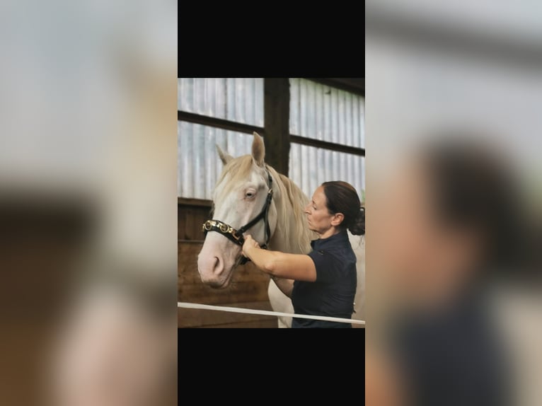 Andaluces Mestizo Caballo castrado 7 años 154 cm Cremello in Burg