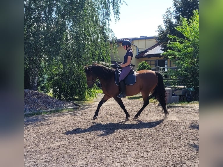 Andaluces Mestizo Caballo castrado 7 años 155 cm Castaño in Karlshuld