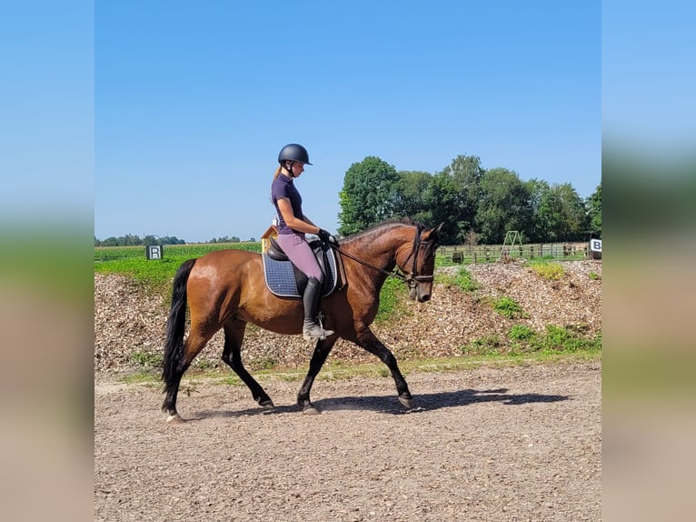 Andaluces Mestizo Caballo castrado 7 años 155 cm Castaño in Karlshuld