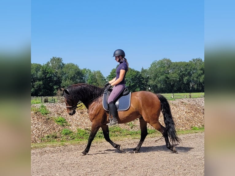 Andaluces Mestizo Caballo castrado 7 años 155 cm Castaño in Karlshuld