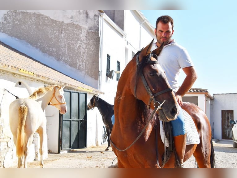 Andaluces Caballo castrado 7 años 155 cm Castaño in Provinz Cordoba