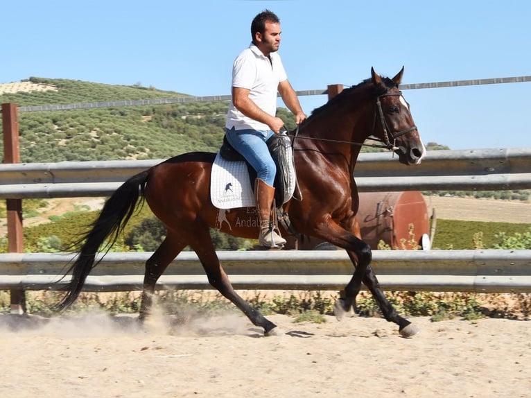 Andaluces Caballo castrado 7 años 155 cm Castaño in Provinz Cordoba