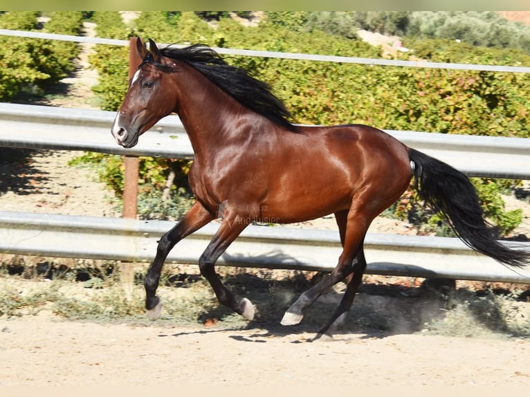 Andaluces Caballo castrado 7 años 155 cm Castaño in Provinz Cordoba