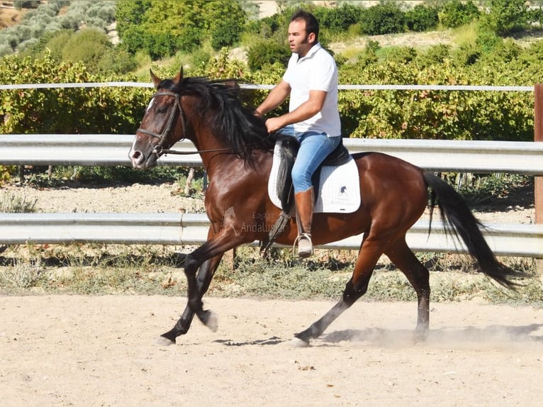 Andaluces Caballo castrado 7 años 155 cm Castaño in Provinz Cordoba