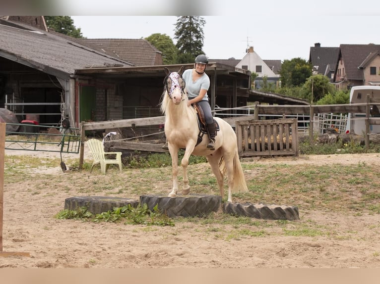 Andaluces Caballo castrado 7 años 155 cm Cremello in Heiligenhaus