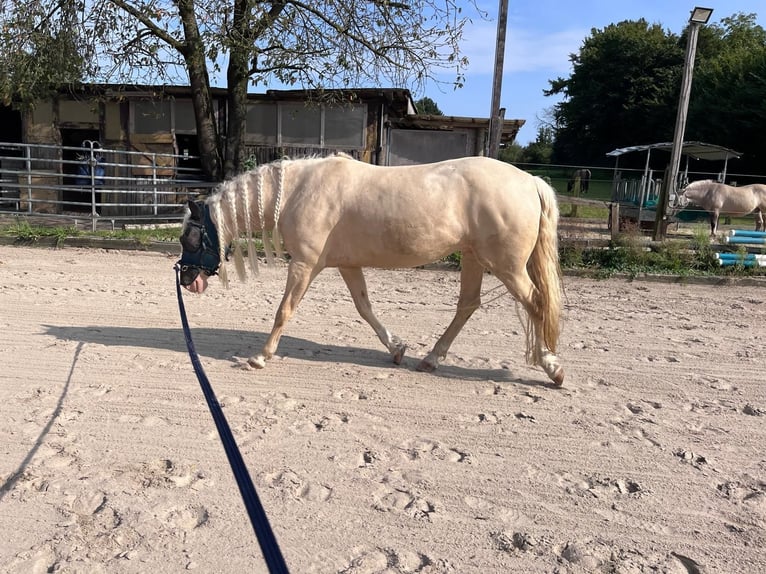 Andaluces Caballo castrado 7 años 155 cm Cremello in Heiligenhaus