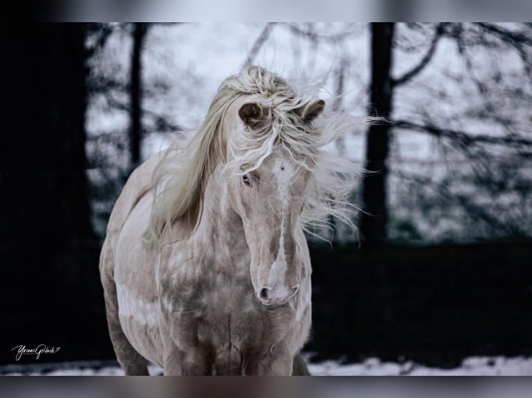 Andaluces Caballo castrado 7 años 155 cm Cremello in Heiligenhaus