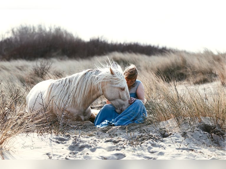 Andaluces Caballo castrado 7 años 155 cm Cremello in Heiligenhaus