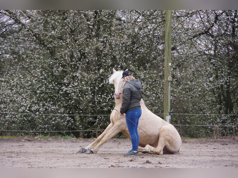 Andaluces Caballo castrado 7 años 155 cm Cremello in Heiligenhaus