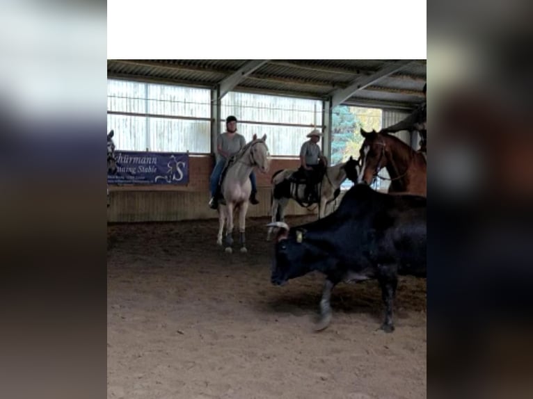 Andaluces Caballo castrado 7 años 155 cm Cremello in Heiligenhaus