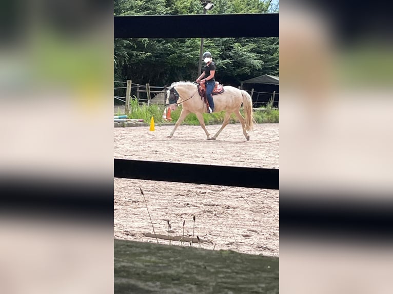 Andaluces Caballo castrado 7 años 155 cm Cremello in Heiligenhaus