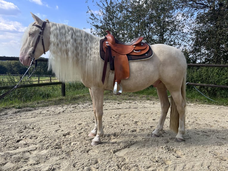 Andaluces Caballo castrado 7 años 155 cm Cremello in Heiligenhaus