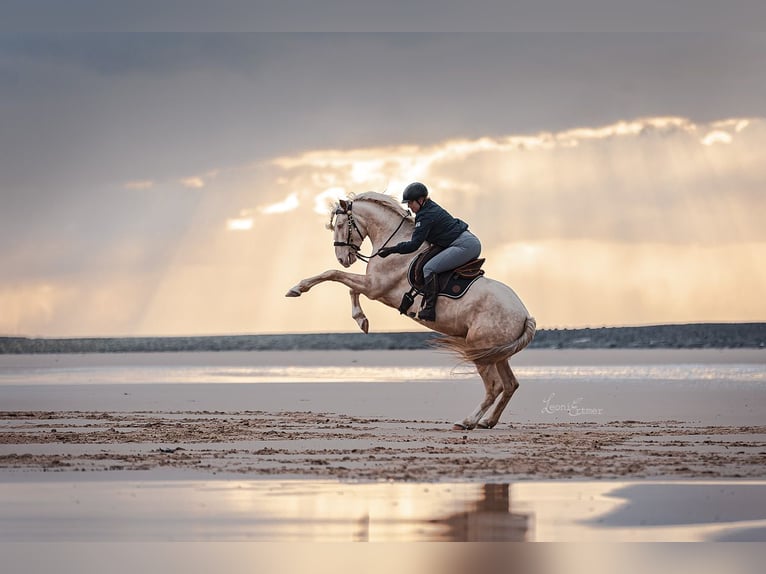 Andaluces Caballo castrado 7 años 155 cm Cremello in Heiligenhaus