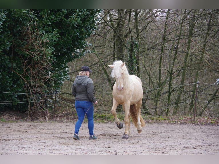 Andaluces Caballo castrado 7 años 155 cm Cremello in Heiligenhaus