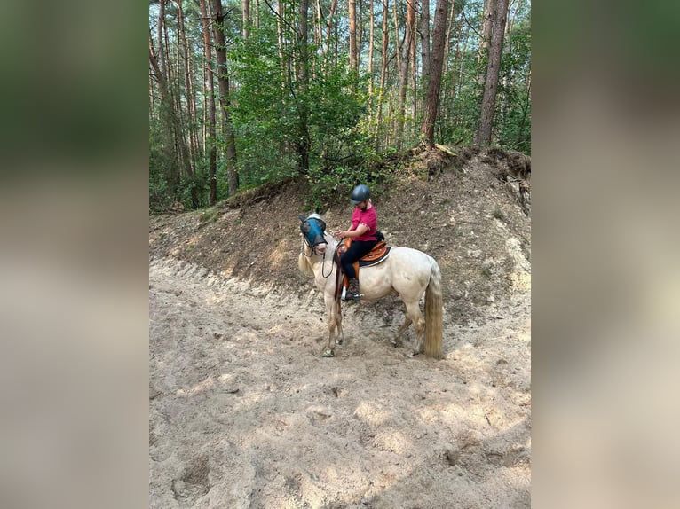 Andaluces Caballo castrado 7 años 155 cm Cremello in Heiligenhaus