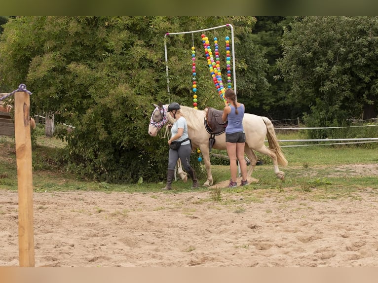 Andaluces Caballo castrado 7 años 155 cm Cremello in Heiligenhaus