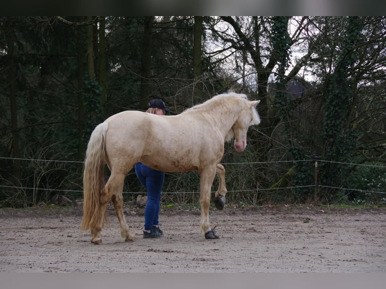 Andaluces Caballo castrado 7 años 155 cm Cremello in Heiligenhaus