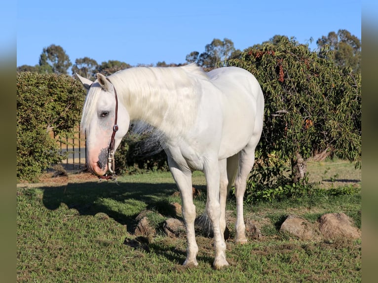 Andaluces Caballo castrado 7 años 155 cm Tordo in Pleasant  Grove CA