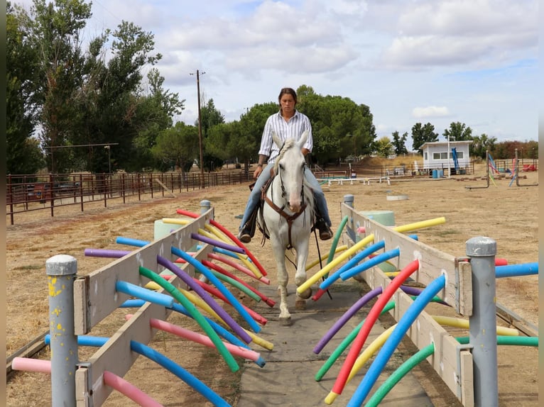 Andaluces Caballo castrado 7 años 155 cm Tordo in Pleasant  Grove CA