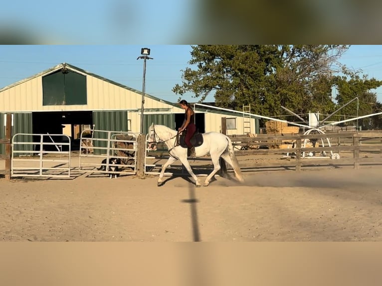 Andaluces Caballo castrado 7 años 155 cm Tordo in Pleasant  Grove CA