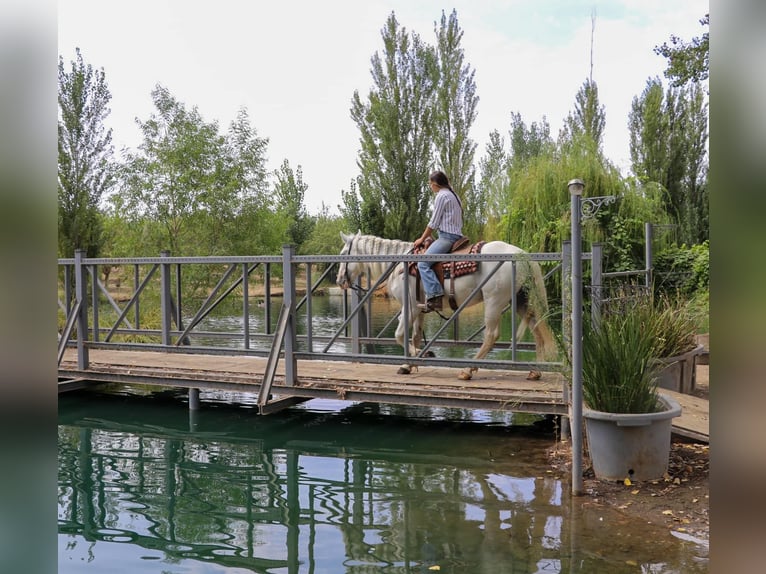 Andaluces Caballo castrado 7 años 155 cm Tordo in Pleasant  Grove CA