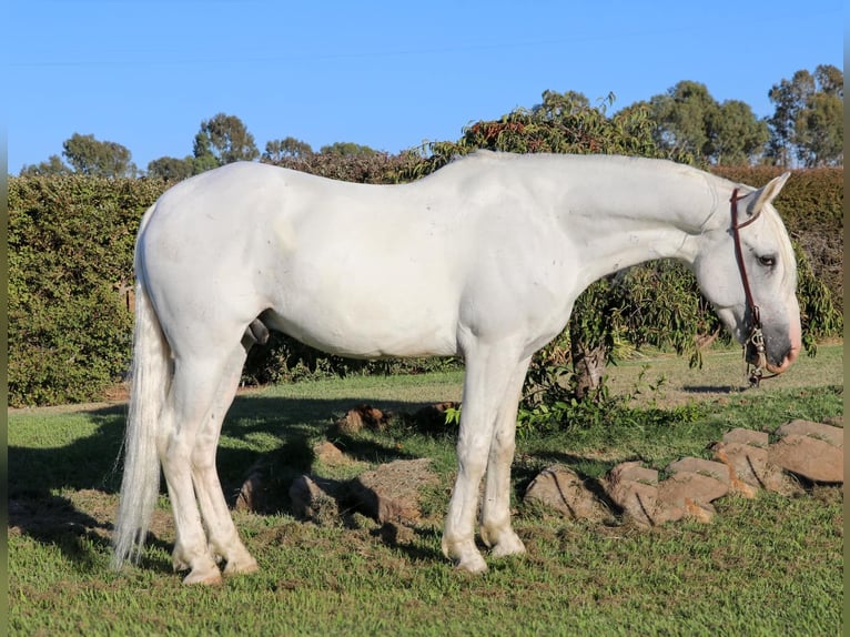 Andaluces Caballo castrado 7 años 155 cm Tordo in Pleasant  Grove CA