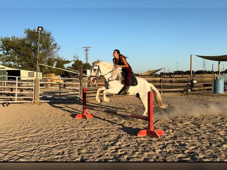 Andaluces Caballo castrado 7 años 155 cm Tordo in Pleasant  Grove CA