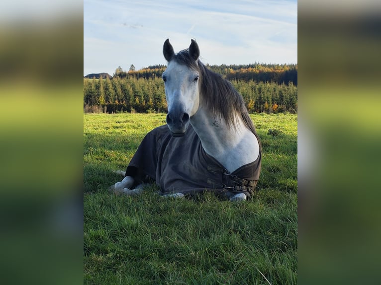 Andaluces Mestizo Caballo castrado 7 años 155 cm Tordo rodado in Bütgenbach