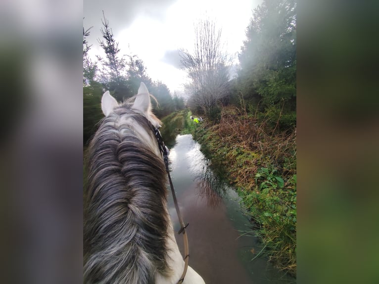 Andaluces Mestizo Caballo castrado 7 años 155 cm Tordo rodado in Bütgenbach