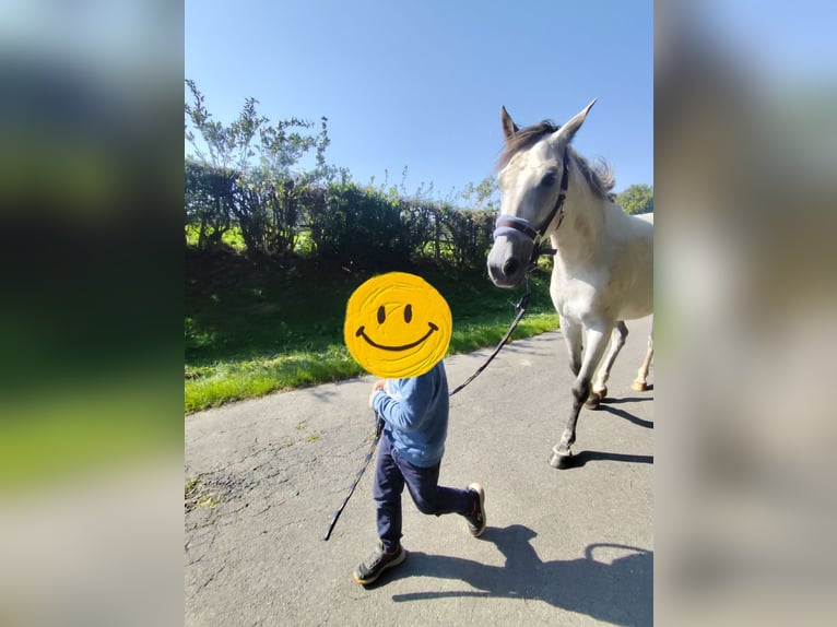 Andaluces Mestizo Caballo castrado 7 años 155 cm Tordo rodado in Bütgenbach