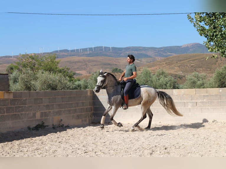 Andaluces Caballo castrado 7 años 155 cm Tordo ruano in D&#xFC;sseldorf