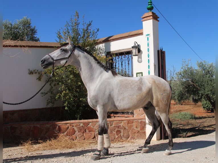 Andaluces Caballo castrado 7 años 155 cm Tordo ruano in D&#xFC;sseldorf