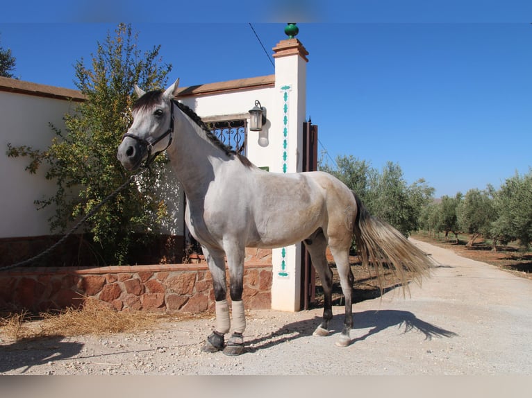 Andaluces Caballo castrado 7 años 155 cm Tordo ruano in D&#xFC;sseldorf