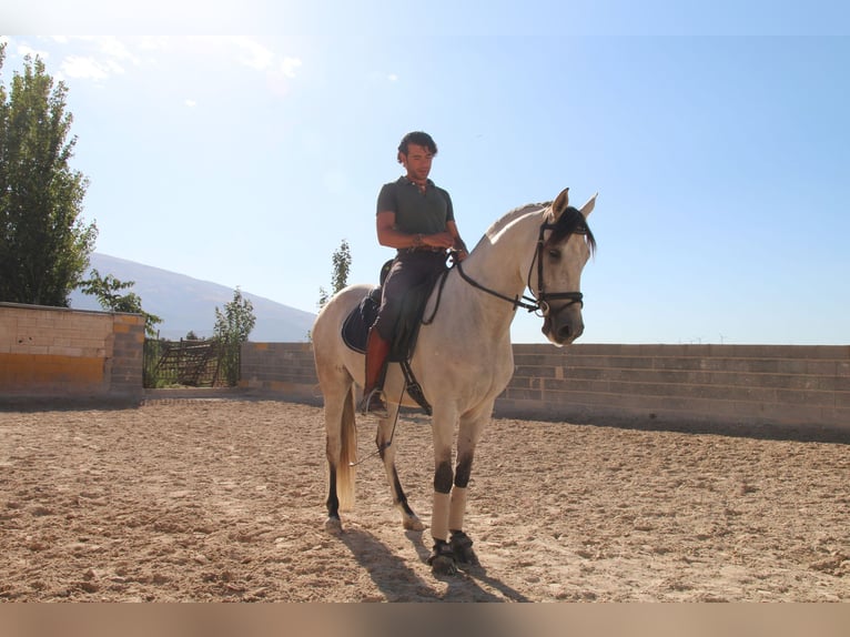 Andaluces Caballo castrado 7 años 155 cm Tordo ruano in D&#xFC;sseldorf