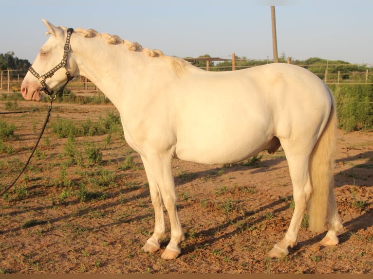 Andaluces Caballo castrado 7 años 156 cm in Barcelona