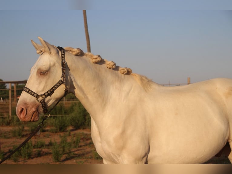 Andaluces Caballo castrado 7 años 156 cm in Barcelona