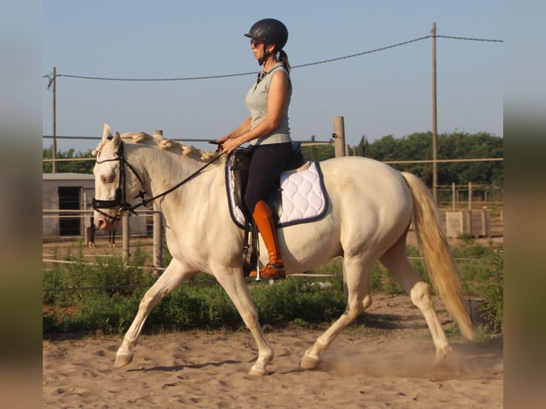 Andaluces Caballo castrado 7 años 156 cm in Barcelona