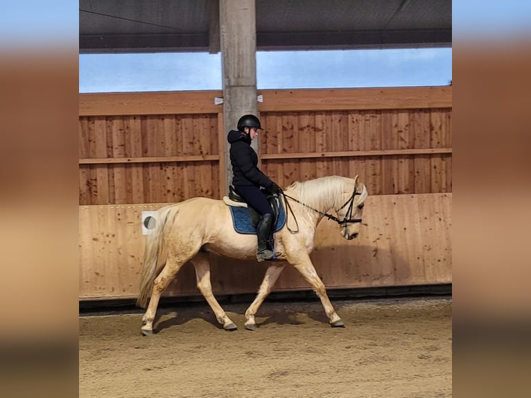 Andaluces Mestizo Caballo castrado 7 años 157 cm Bayo in Karlshuld