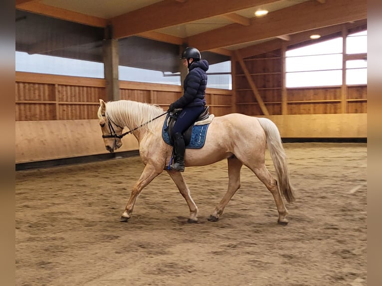 Andaluces Mestizo Caballo castrado 7 años 157 cm Bayo in Karlshuld