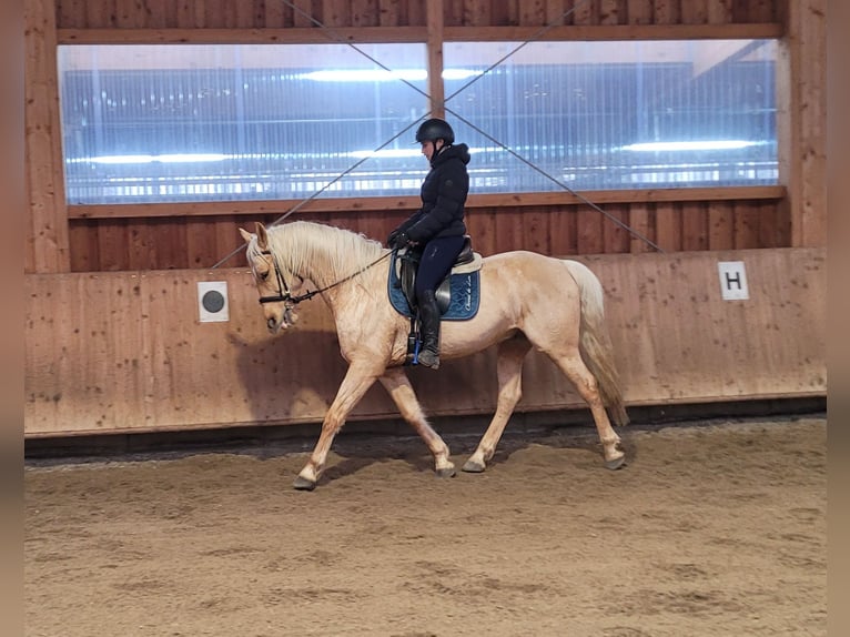 Andaluces Mestizo Caballo castrado 7 años 157 cm Bayo in Karlshuld