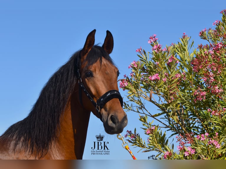 Andaluces Caballo castrado 7 años 157 cm Castaño in Tabernas Almeria