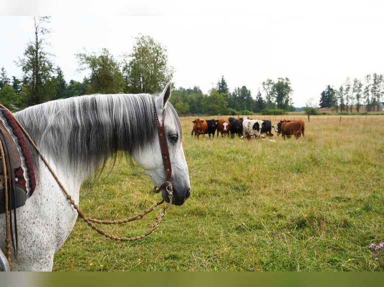 Andaluces Caballo castrado 7 años 157 cm Tordo in Selah, WA